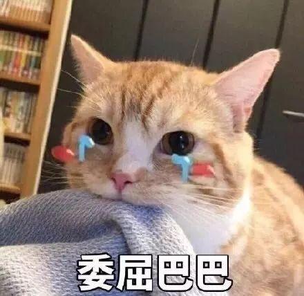 吃瓜娱乐君折耳猫,吃瓜娱乐君视角下的品种争议与健康问题