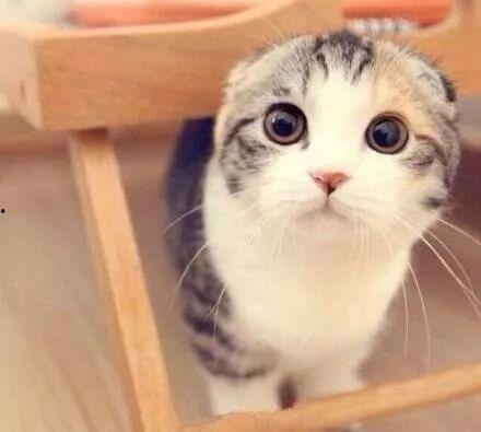 吃瓜娱乐君折耳猫,吃瓜娱乐君视角下的品种争议与健康问题