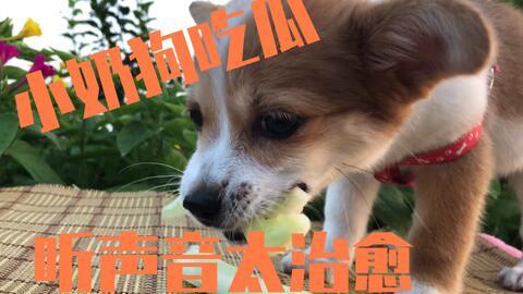 娱乐吃瓜君小奶狗,揭秘明星恋情与绯闻背后的真相