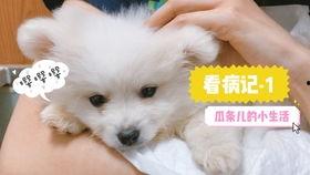 娱乐吃瓜君小奶狗,揭秘明星恋情与绯闻背后的真相