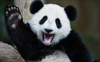 娱乐吃瓜大熊猫,吃瓜大熊猫的欢乐时光