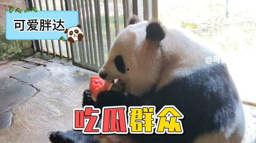 娱乐吃瓜大熊猫,吃瓜大熊猫的欢乐时光
