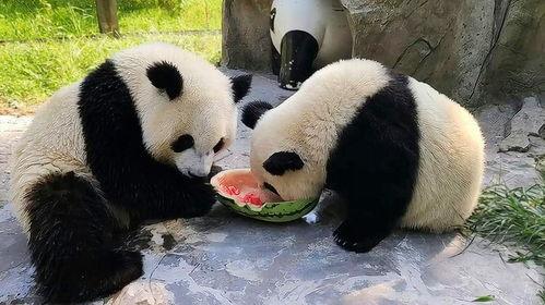 娱乐吃瓜大熊猫,吃瓜大熊猫的欢乐时光