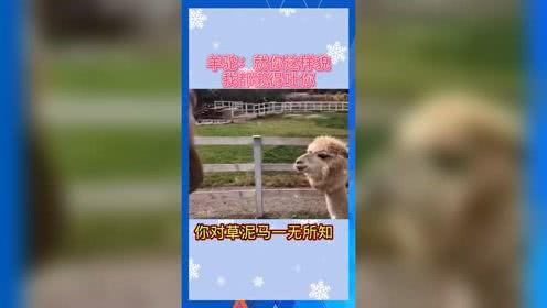 2022年娱乐吃瓜群众,揭秘年度十大爆笑、惊悚、泪点事件