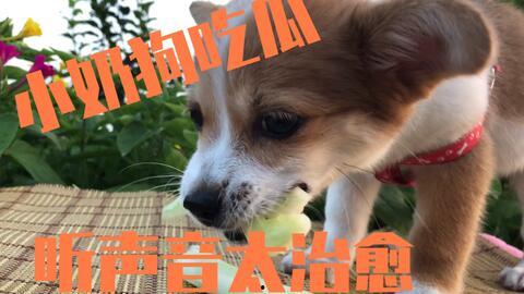 娱乐吃瓜君奶狗,奶狗男星毕雯珺的打伞陪饭事件，背后真相揭秘！”